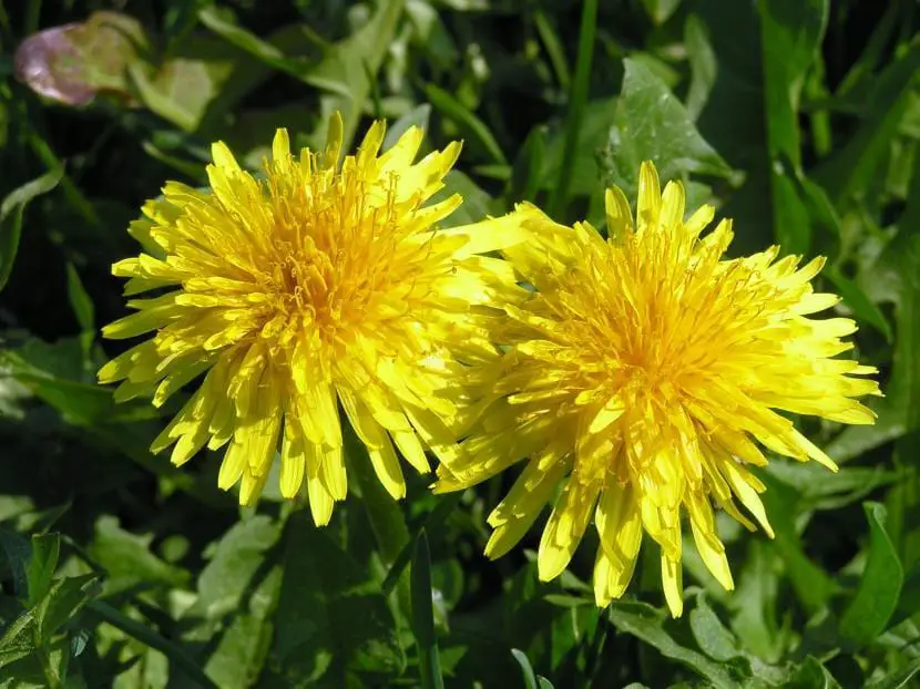 Dandelion, a common but incredibly pretty flower