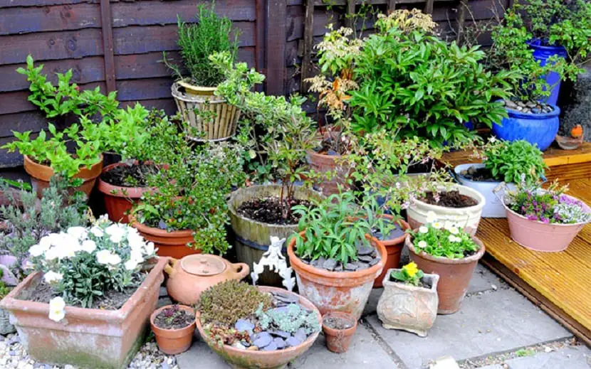 Decorate and create a fun little garden in your pot with these tips