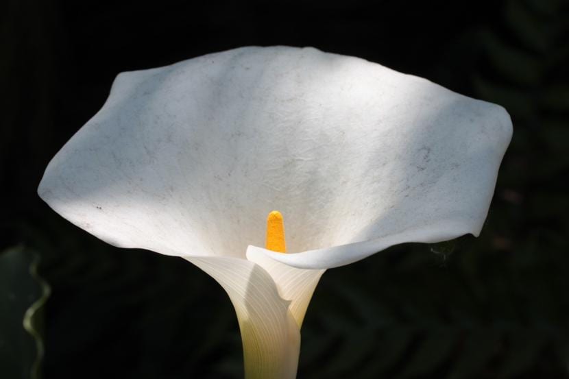Decorate your garden with calla lilies: you won’t regret it