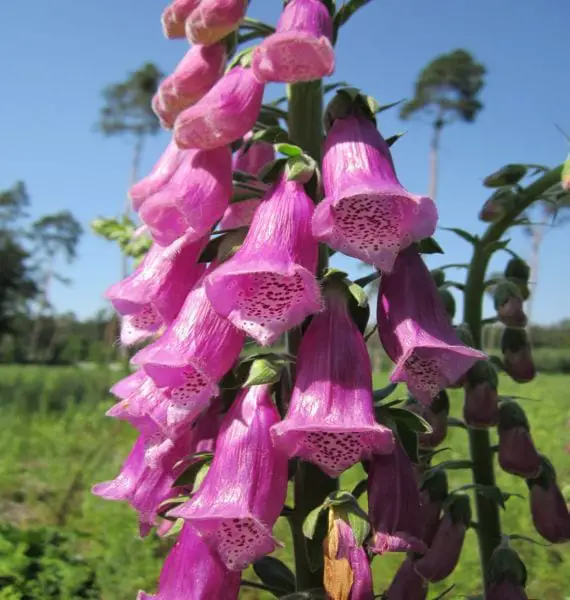 The cultivation and care of the precious Foxglove plant
