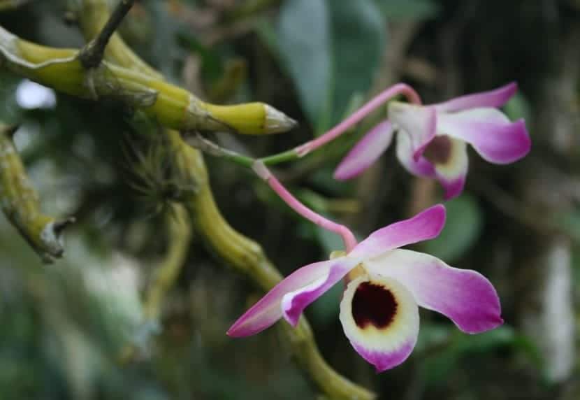 Dendrobium, an easy maintenance orchid