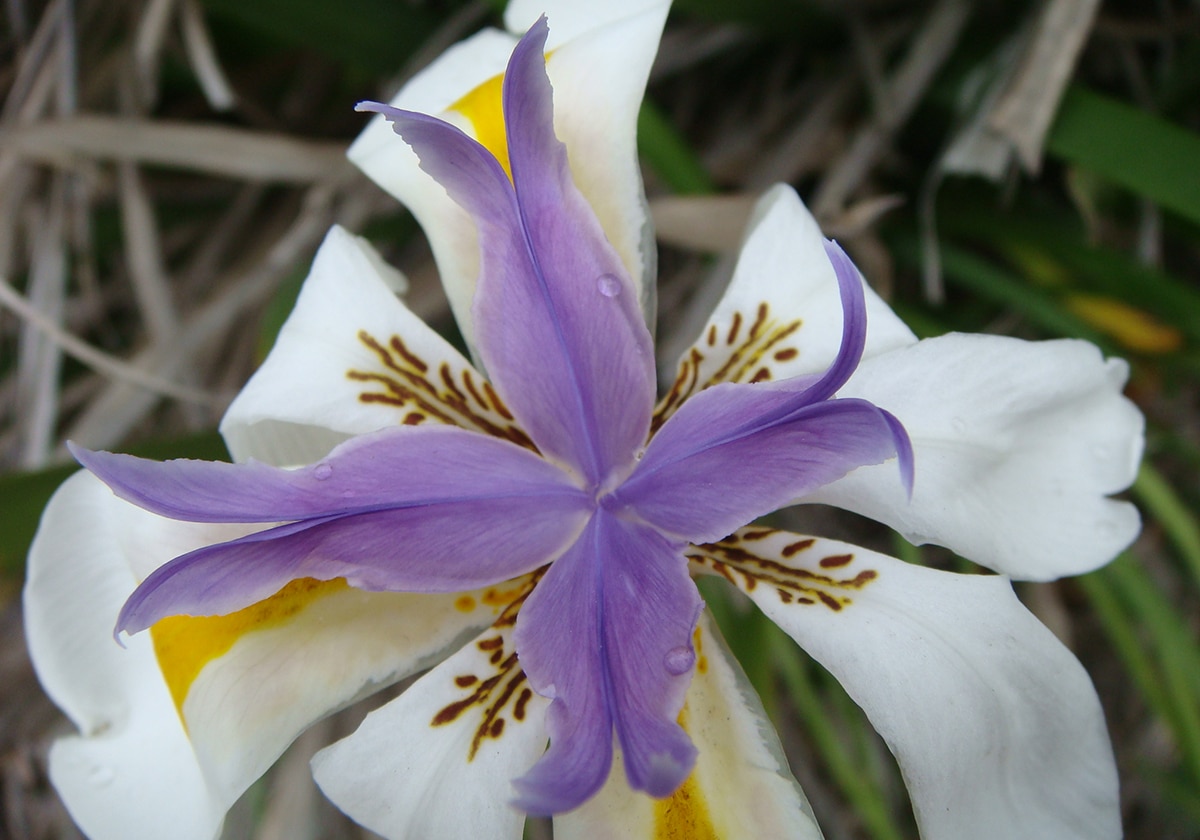 Dietes grandiflora: What is it and what are its basic care