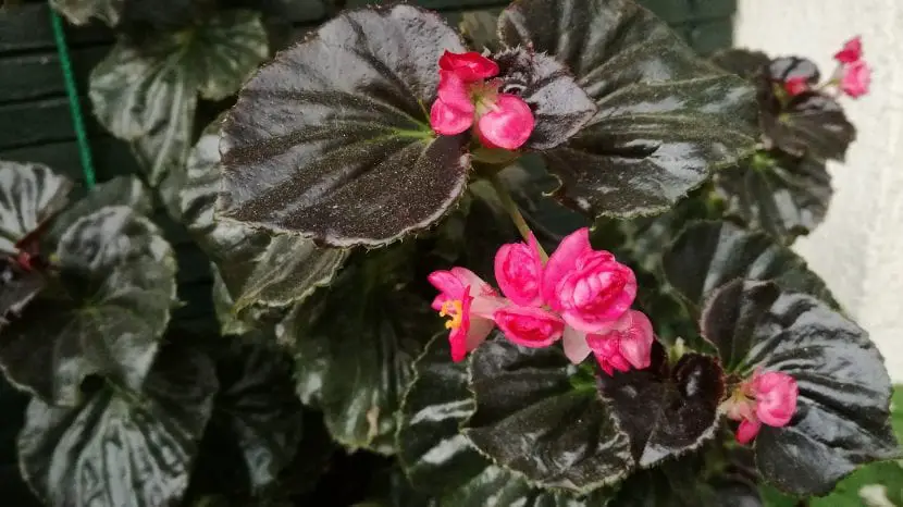 Discover Begonia semperflorens, a plant that blooms all year round