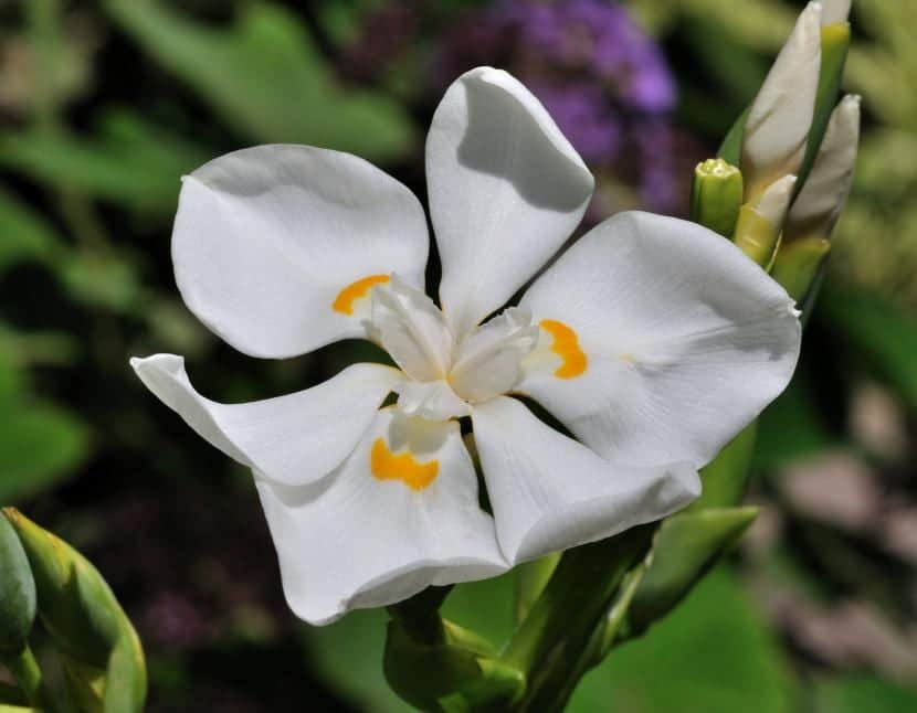 Discover Dietes, a plant with very decorative flowers