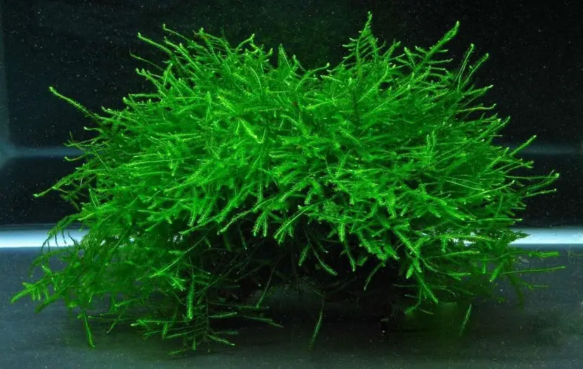 Discover Java moss, the best aquatic plant for your fish tank