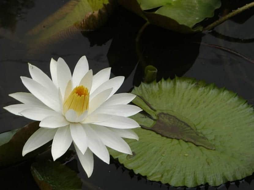 Discover Nymphaea lotus, a beautiful aquatic plant