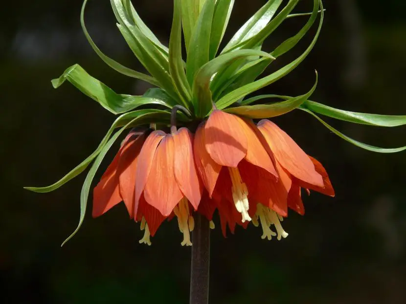 Discover how to take care of Fritillaria
