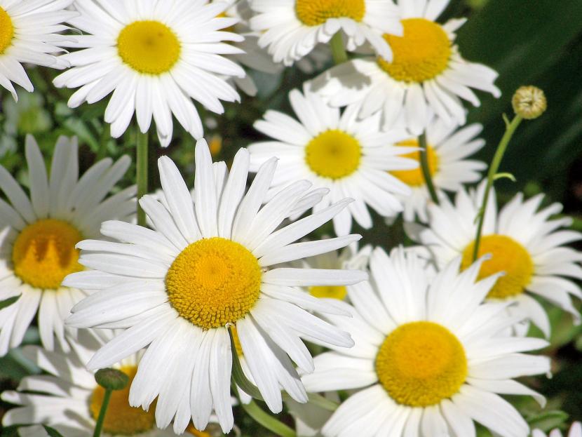 Do daisies mean | Gardening On