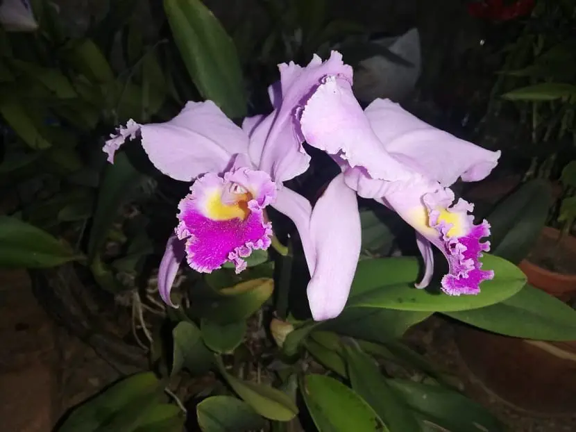Do you know the orchid called Cattleya trianae or May lily?