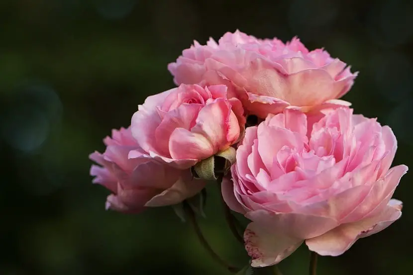 Do you want to know the history of the English Roses or David Austin?