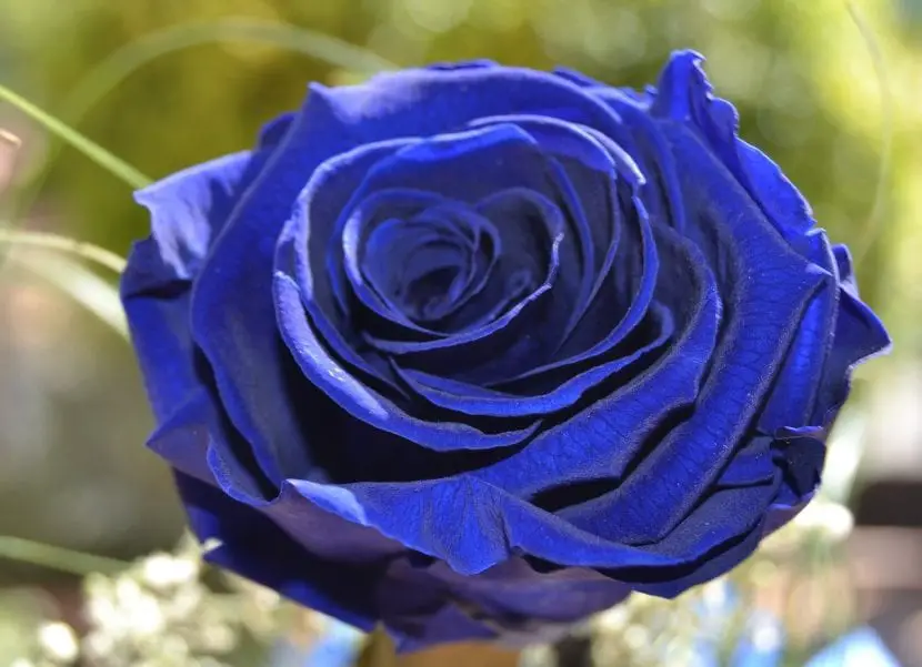 Does the blue rose exist?