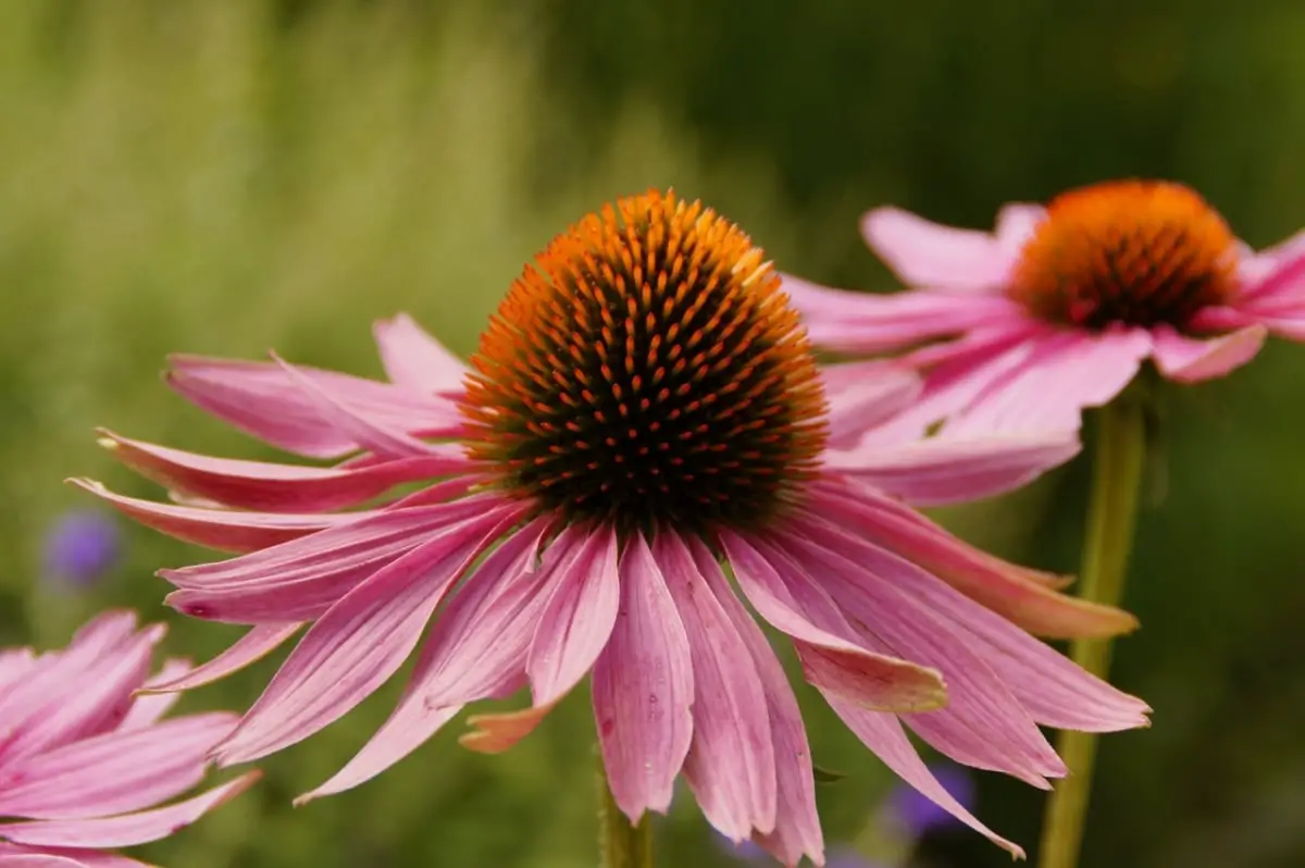 Echinacea: characteristics, types, cultivation and uses