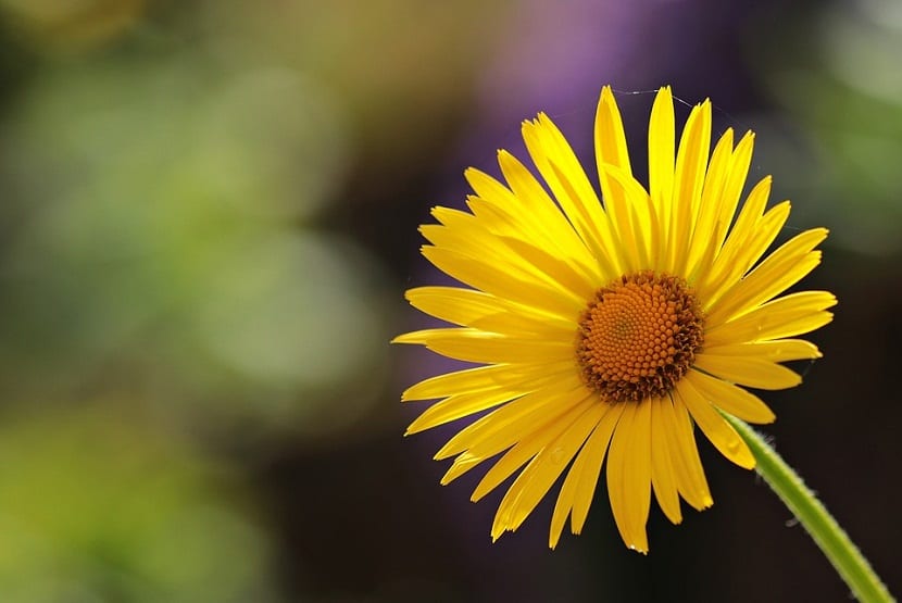 Enjoy the full potential of the yellow daisy
