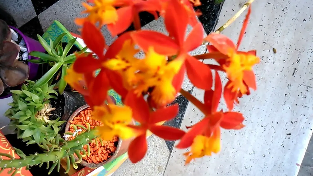 Epidendrum: An orchid whose flowers are shaped like a star