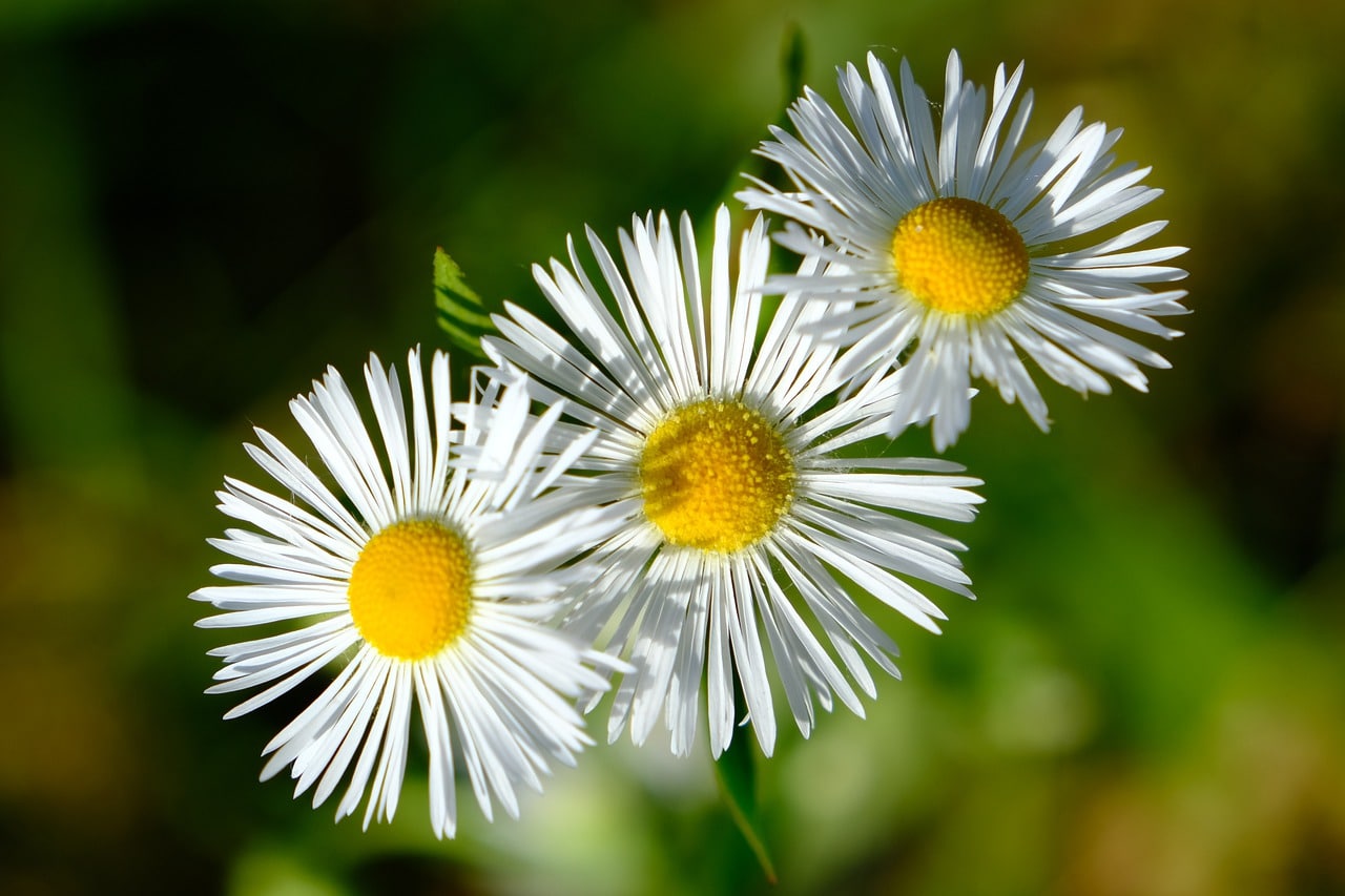 Erigeron: Care and explanation of this genus of plants