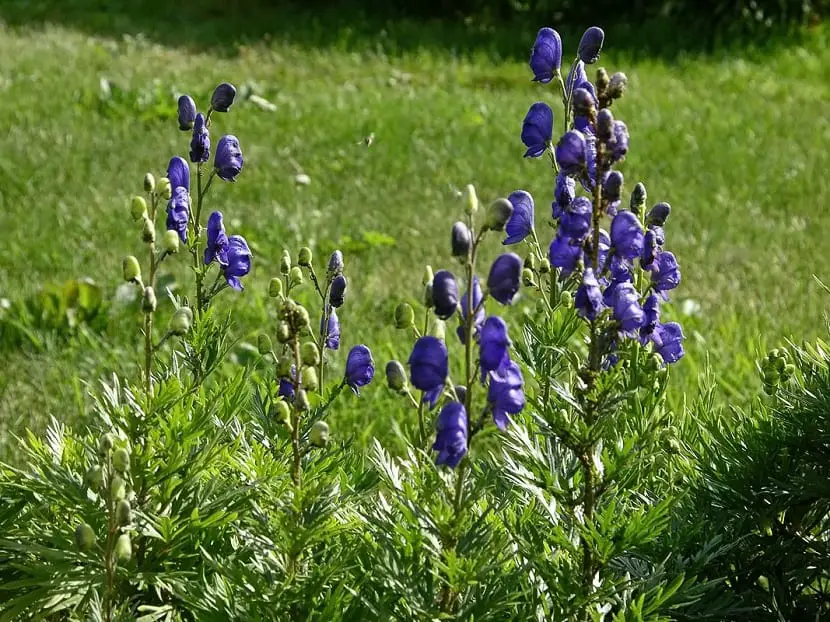 Everything you need to know about aconite, the poisonous plant