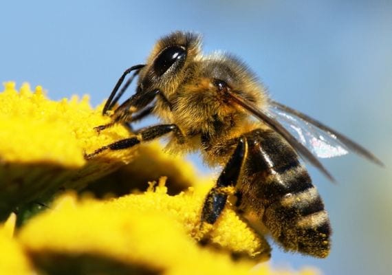 Favorite flowers of pollinating insects: bees