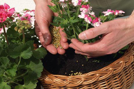 Fertilizers for potted plants | Gardening On