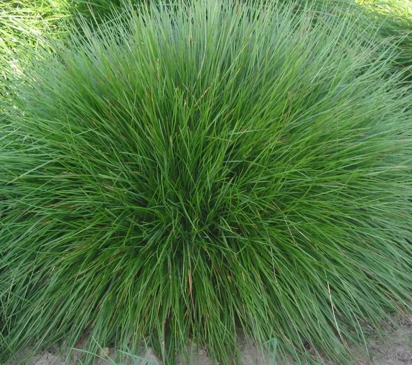 Festuca ovina, ornamental grass | Gardening On