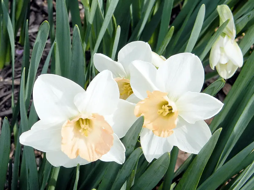 Find out why plant Narcissus in your garden. It will surprise you!!
