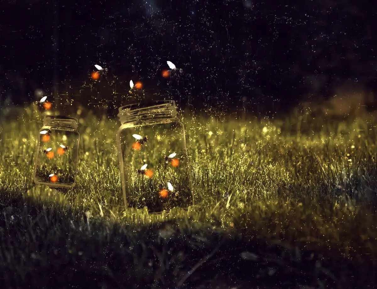 Fireflies: characteristics, curiosities and how to attract them to the garden