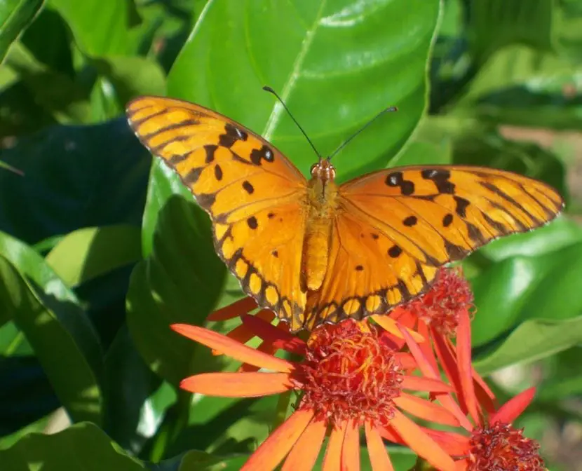 Flower plants that attract butterflies in your garden