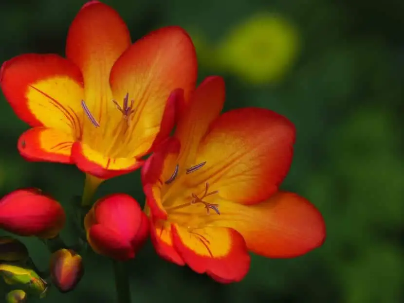 Freesia, one of the most fragrant spring flowers