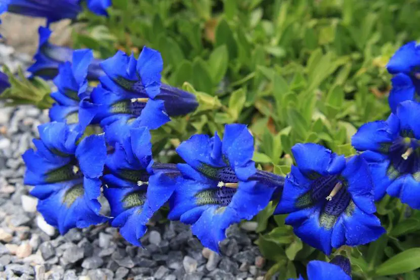 Gentian, a plant that cannot be missing in your garden