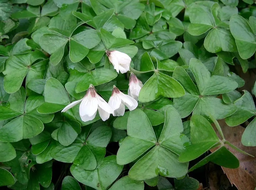 Genus Oxalis. Main species and their care