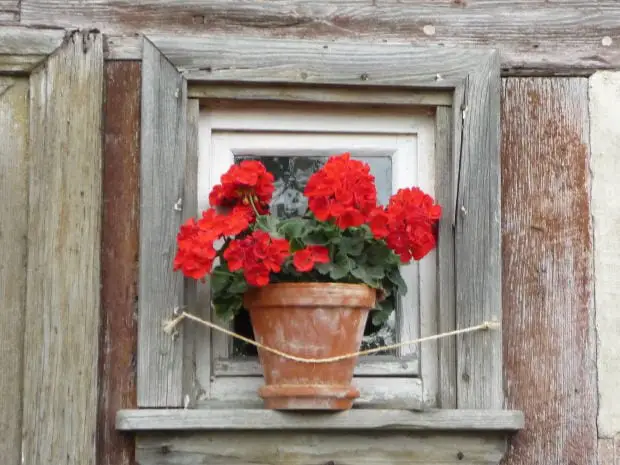 Geraniums under the magnifying glass: planting, watering and care