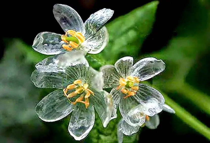 Grayi Diphyllelia, the transparent flower
