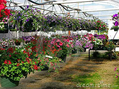 Grow hanging plants | Gardening On