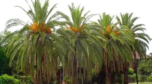 Growing Palm Trees Outdoors | Gardening On