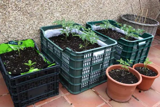 Growing potatoes | Gardening On