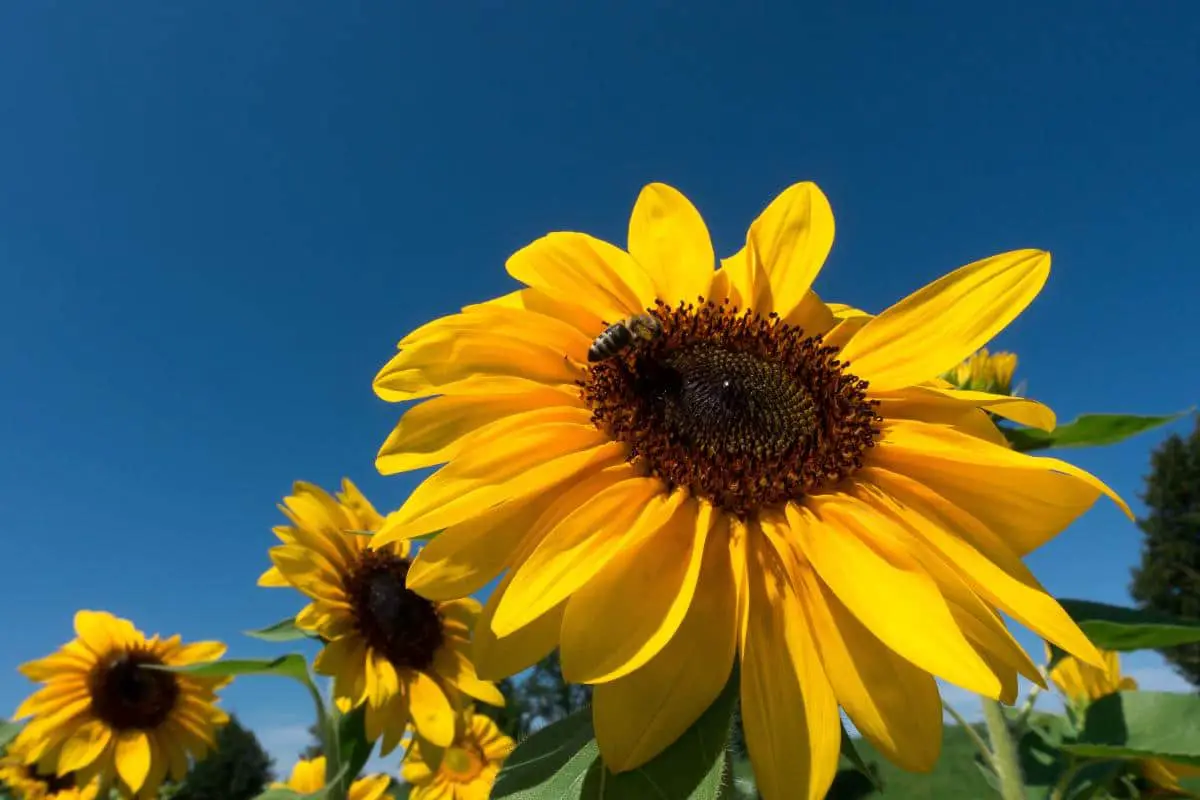Helianthus: characteristics and types of sunflowers