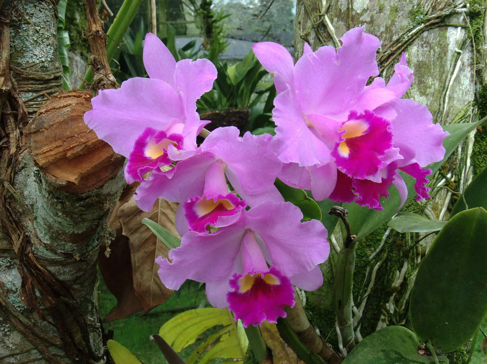 Helpful Tips for Growing Orchids