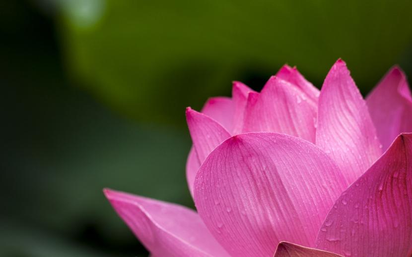 History, cultivation and care of the Lotus Flower