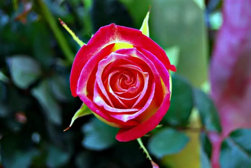 How and when to prune roses