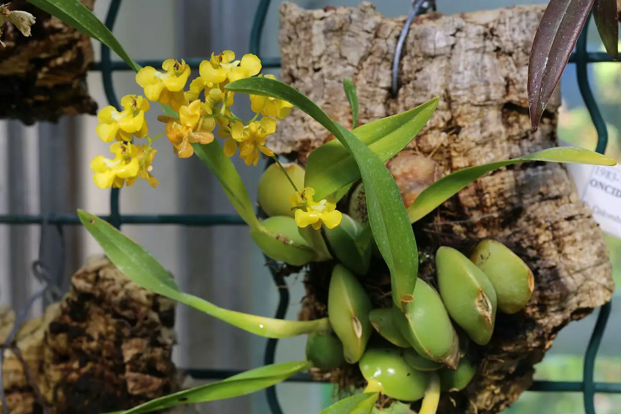 How are Oncidium orchids cared for?