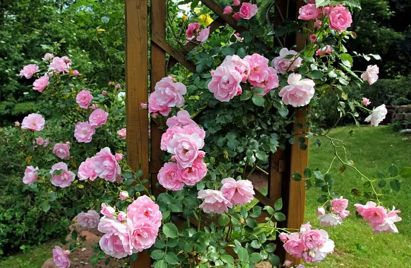 How can we plant a bare root rose bush?