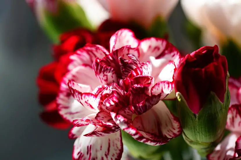How carnations reproduce | Gardening On