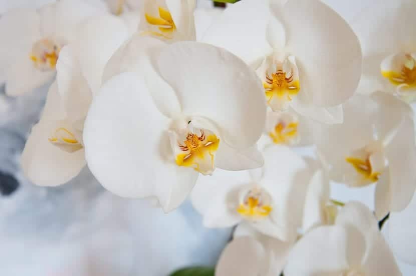 How do you have to take care of the white orchid so that it is healthy?