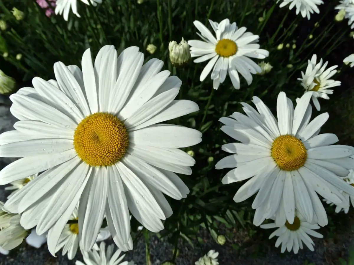 How do you take care of giant daisies or Shasta?