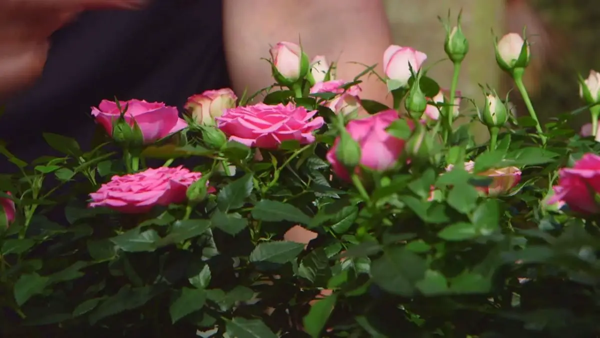How do you take care of the mini rose bush?