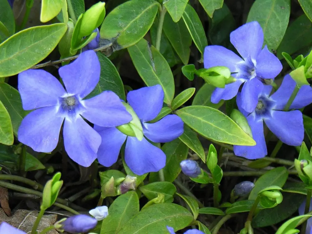 How is Vinca minor cared for?