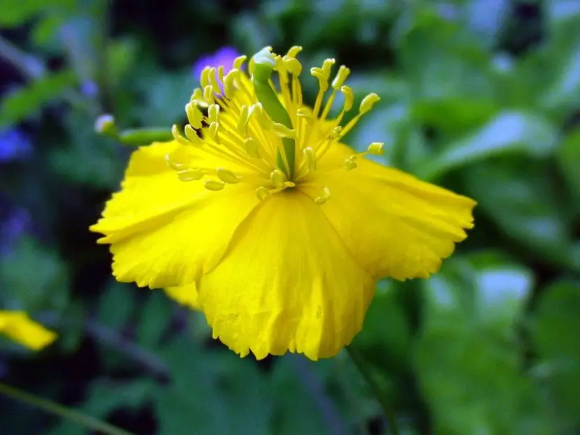 How is celandine grown and what are its uses?