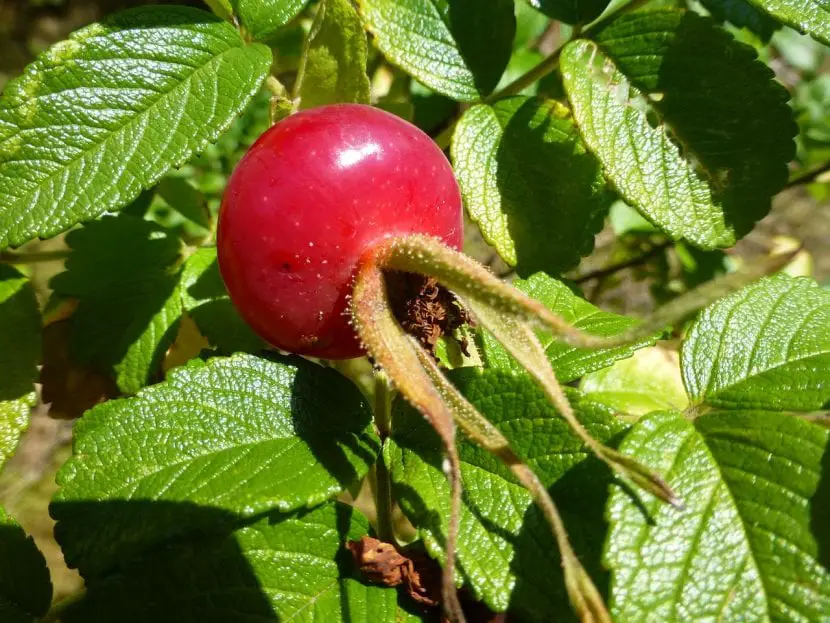 How is the dog rose hip plant planted?
