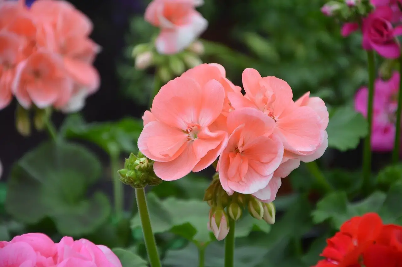 How often to water the geraniums?