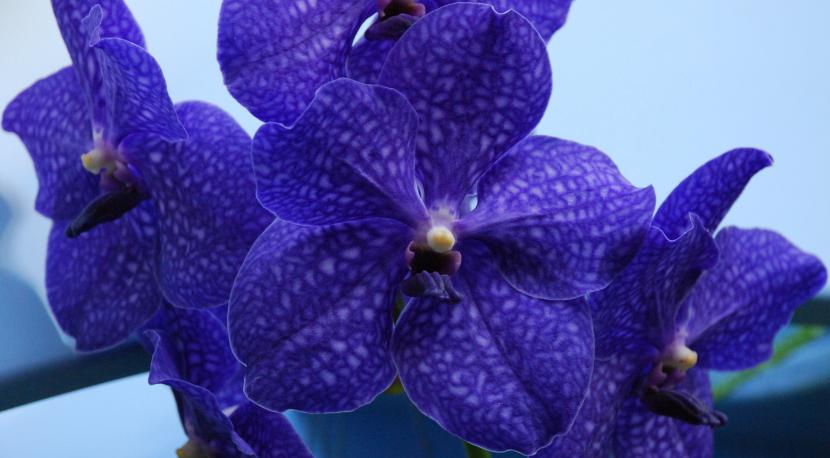How to Care for a Vanda Orchid
