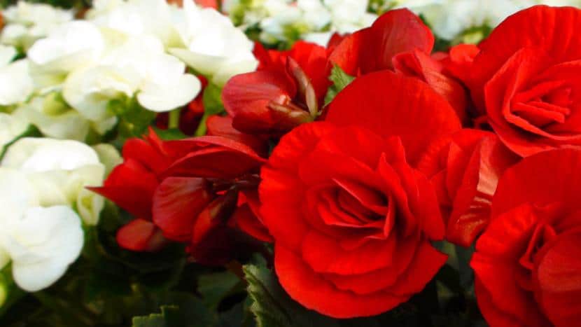 How to care for Begonias